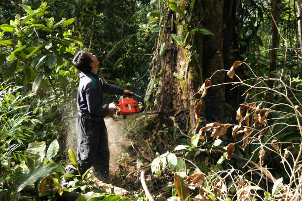 Reliable Lake City, SC Tree Service Solutions